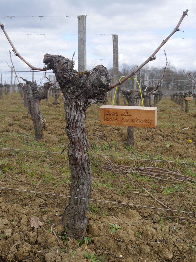 Виноградник на урожай